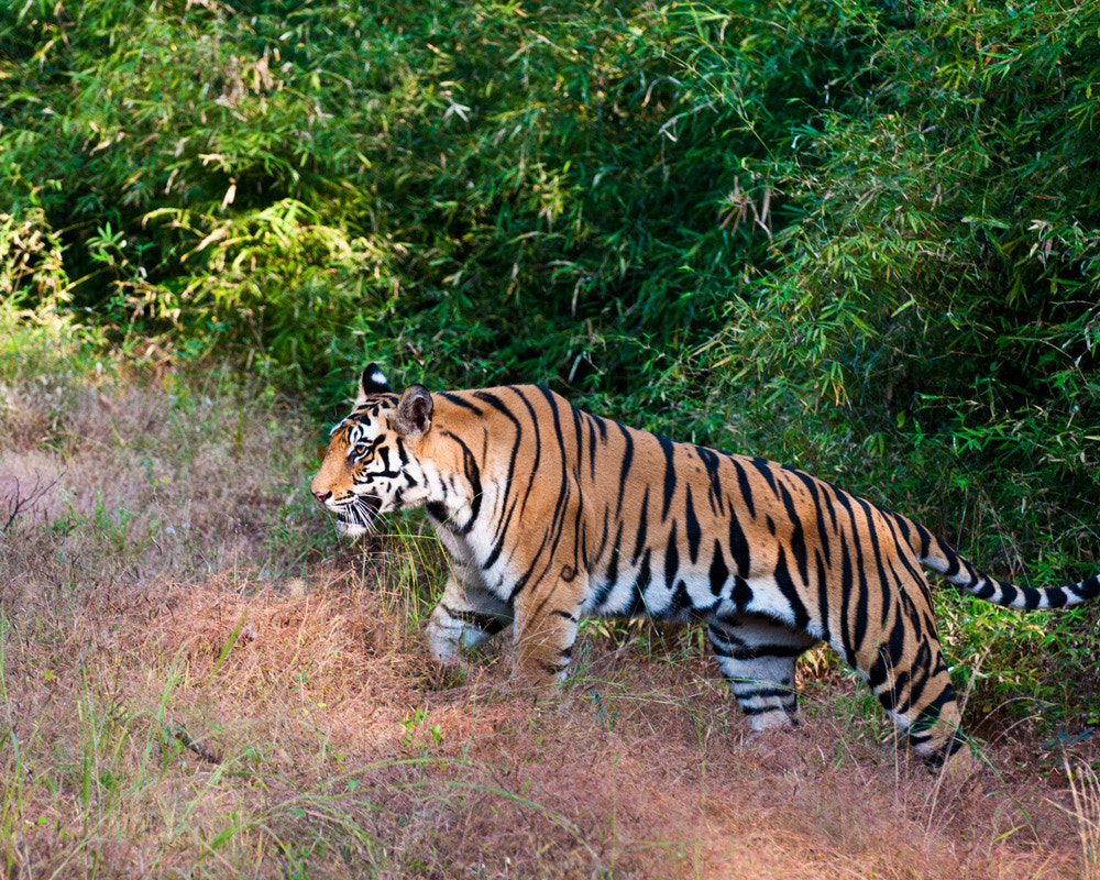 Female tiger in Jungle by Barry Dudley / 500px