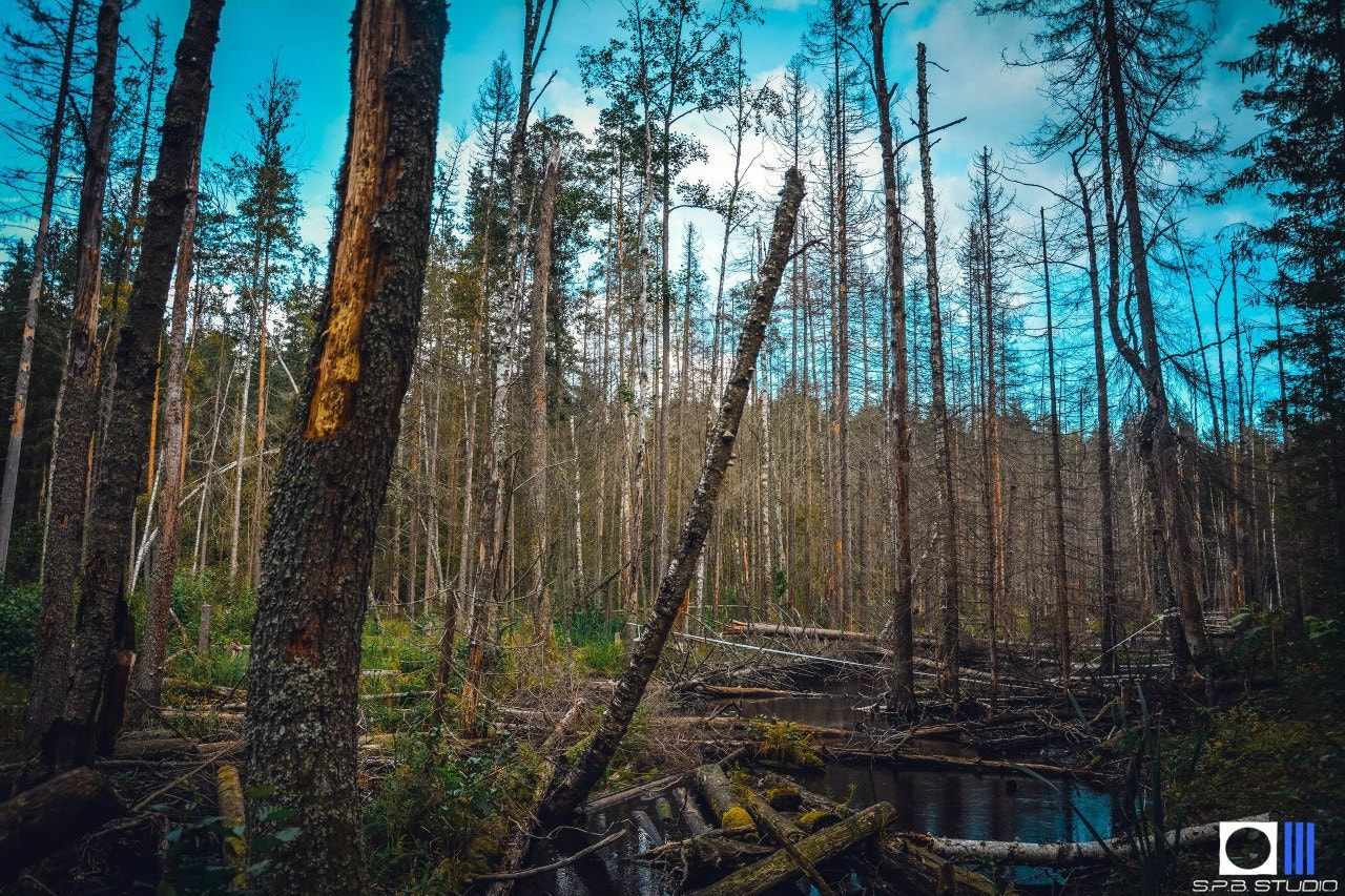 Речка в лесу