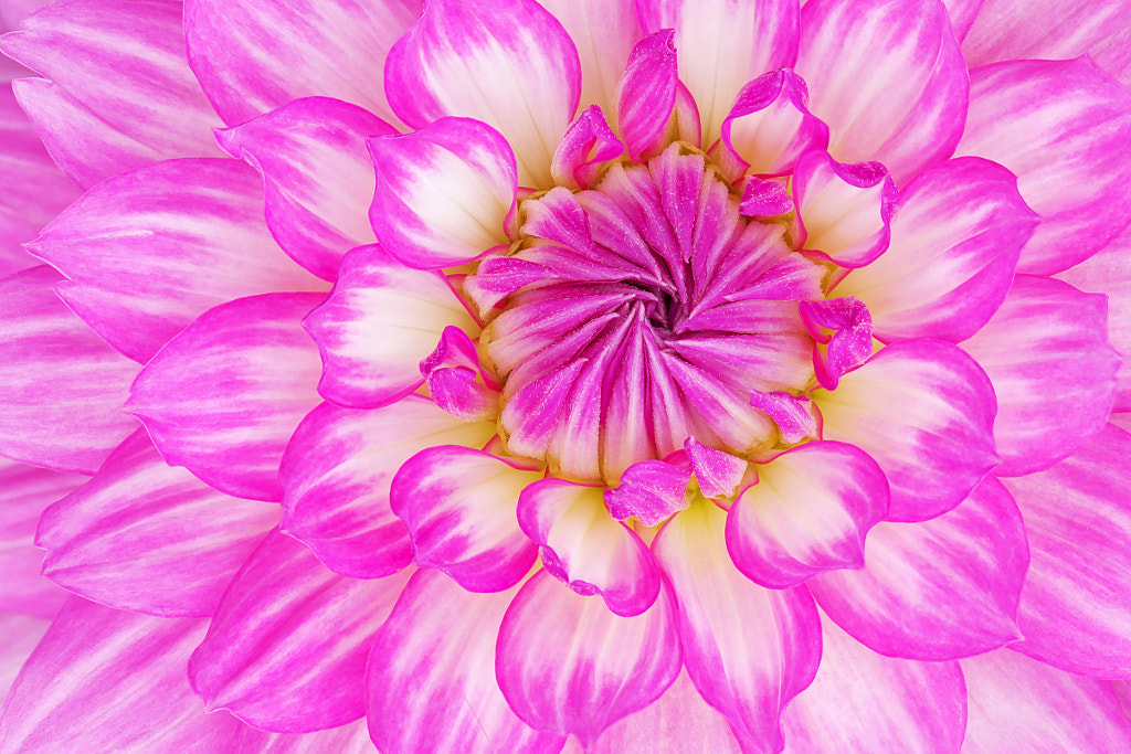 Pink Dahlia by Dean Pennala / 500px