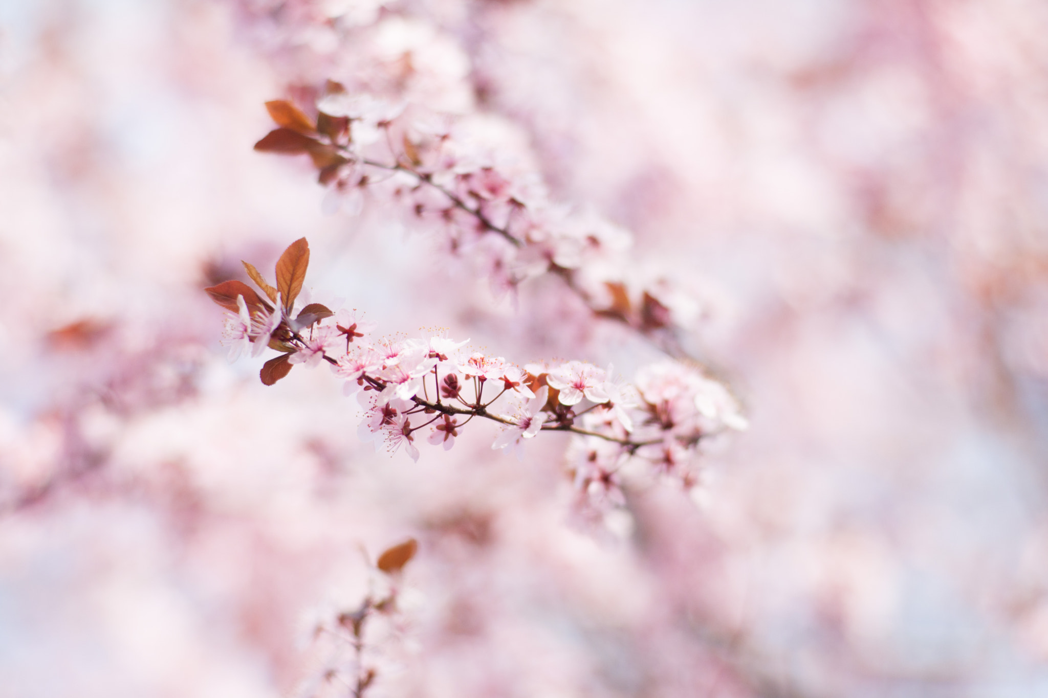 Soft in the Spring