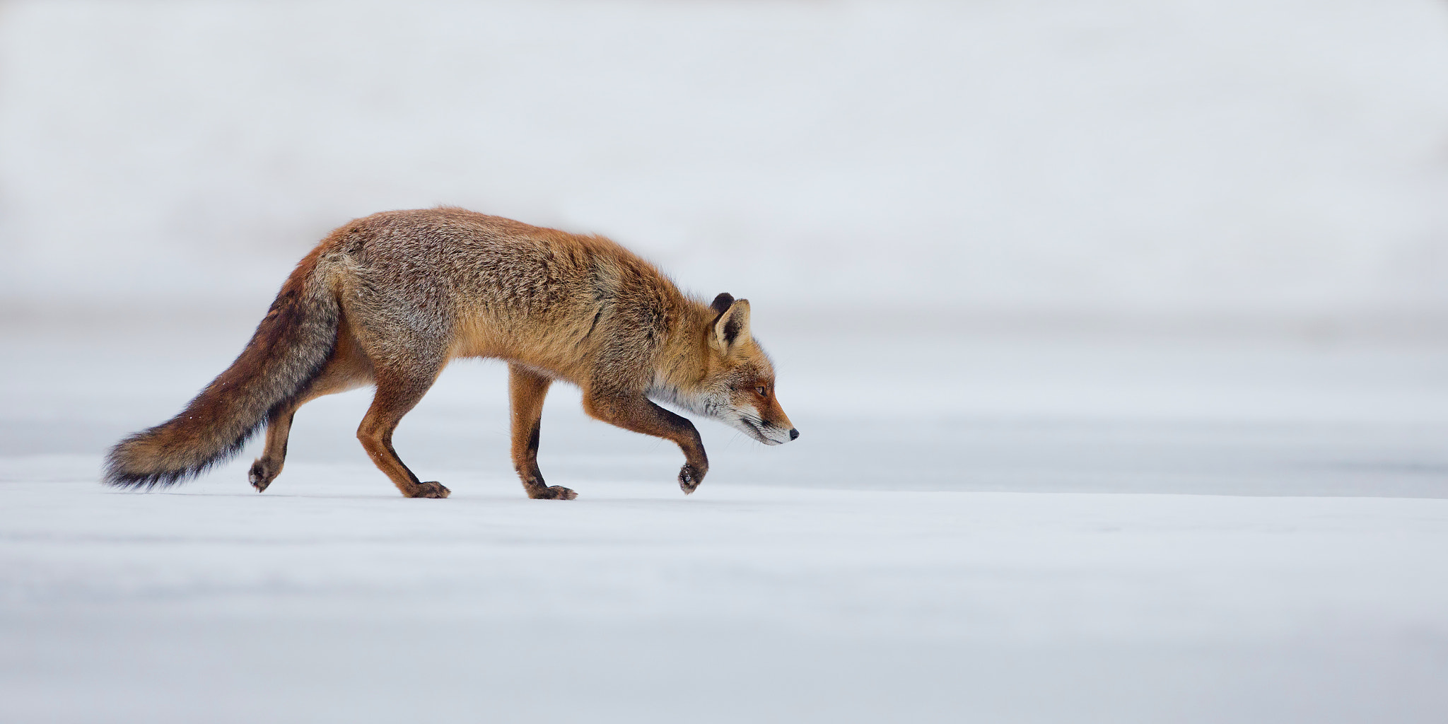Walking on thin ice