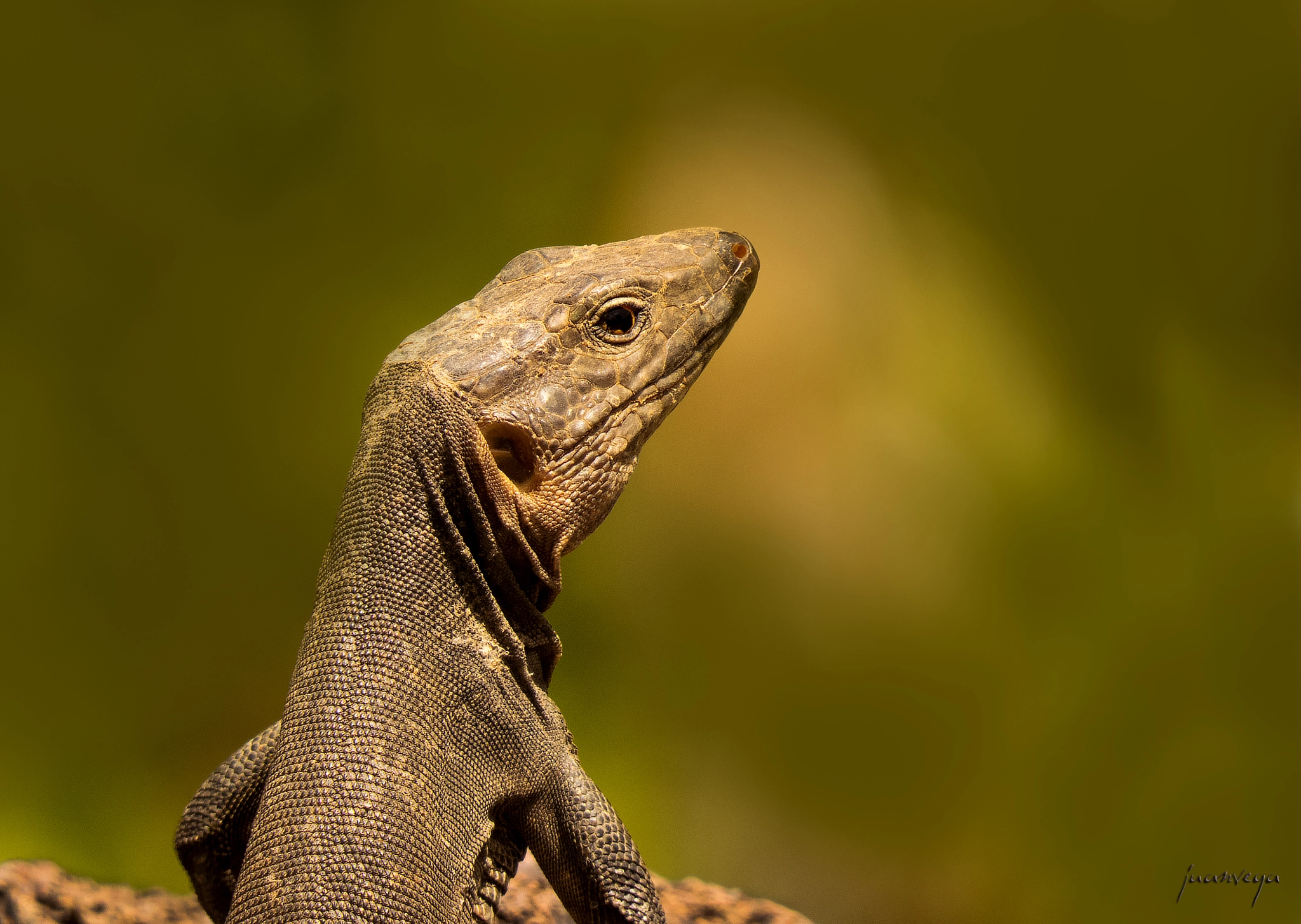 Lagarto Gigante