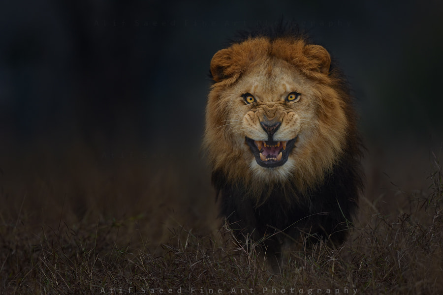 The Ghost and the Darkness.. by Atif Saeed on 500px.com