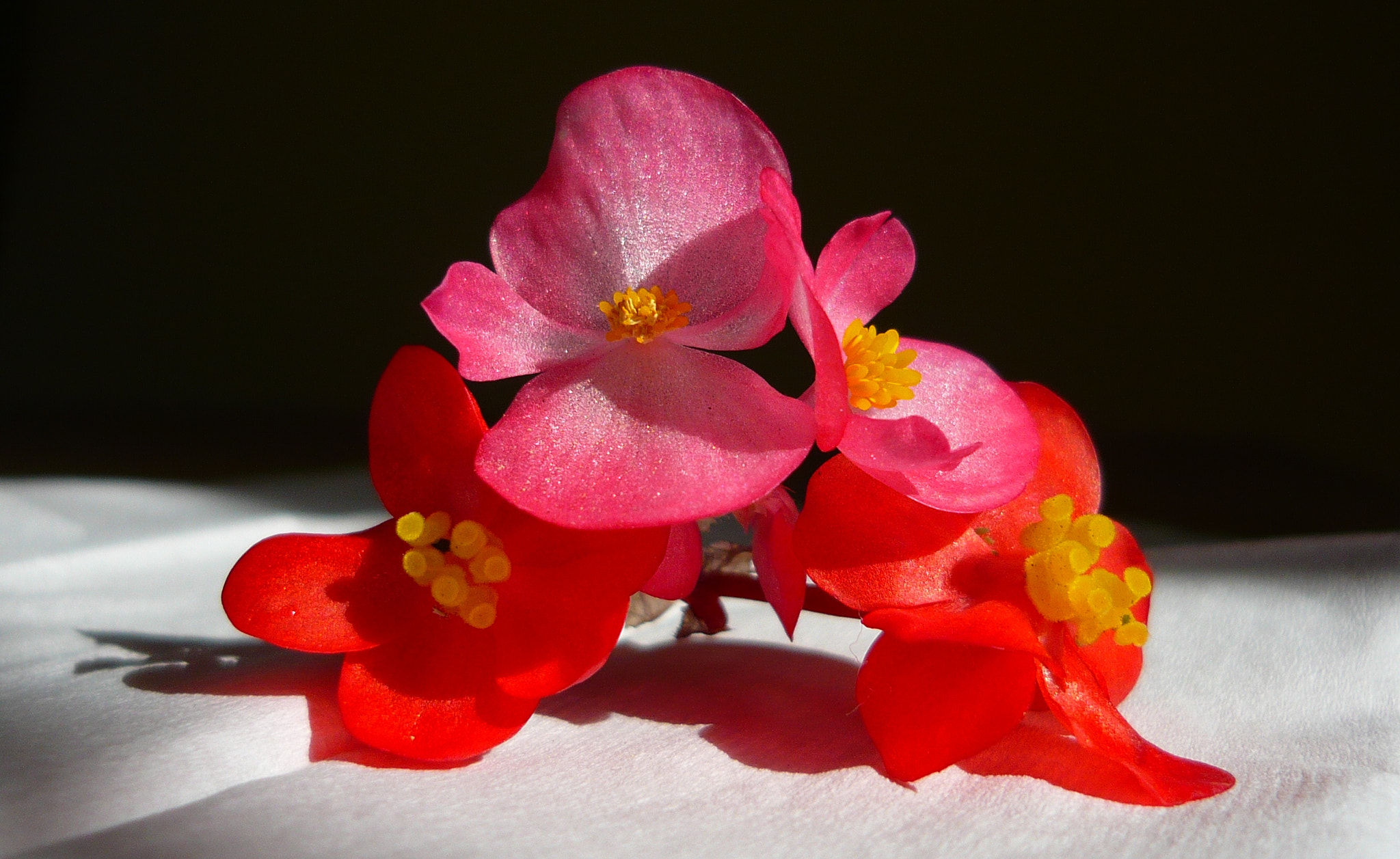 Flor de azúcar: begonia