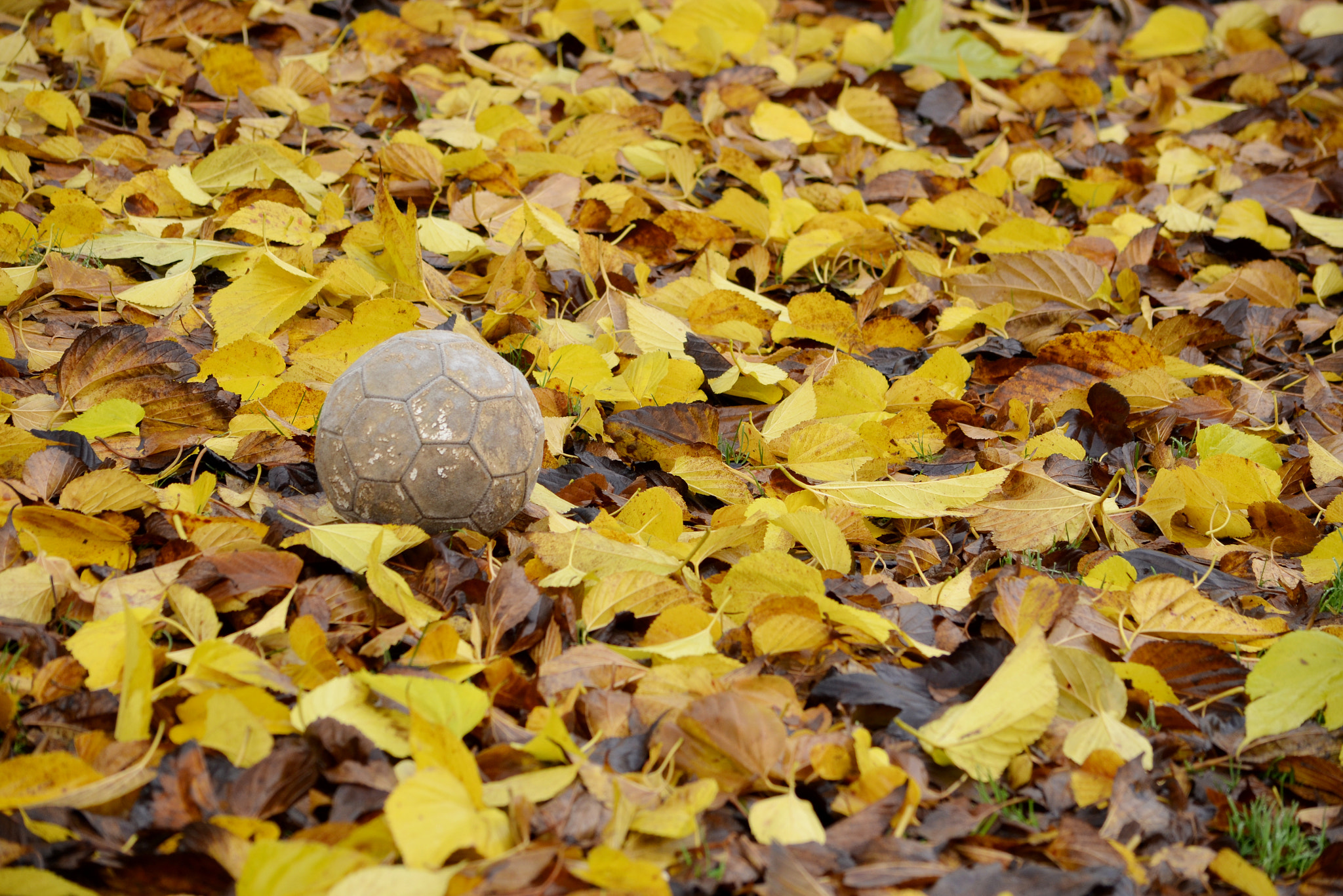 autumn ball