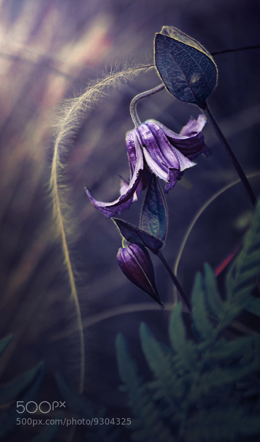 Magic Flower