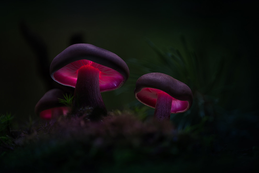 . : mad mushrooms : . by Martin Pfister on 500px.com