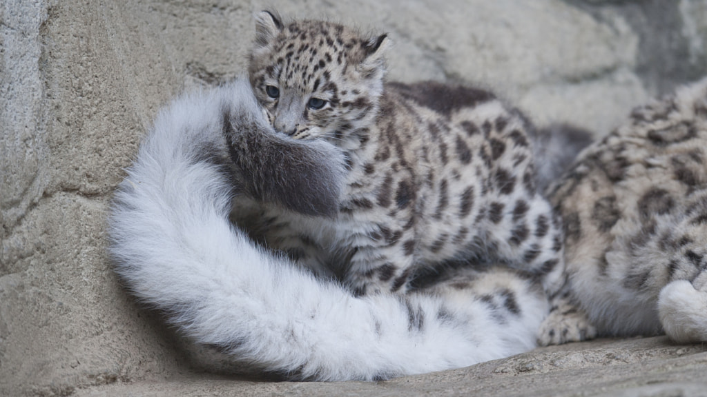 Snow leopard cub "Mohan" and mummy's tail by andreas richter on 500px.com