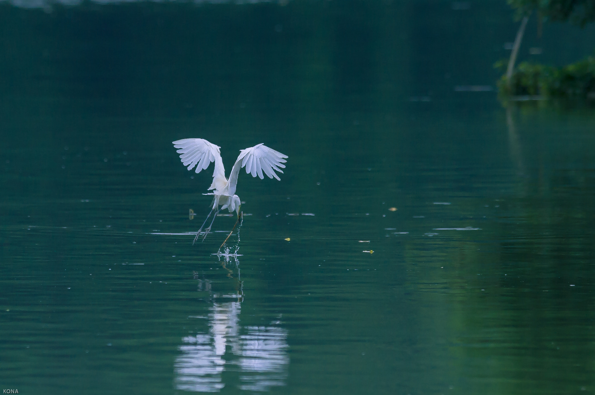 Nikon AF-S Nikkor 400mm F2.8G ED VR II sample photo. Sagi photography