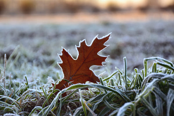 In the morning frost by Corina Ene on 500px.com