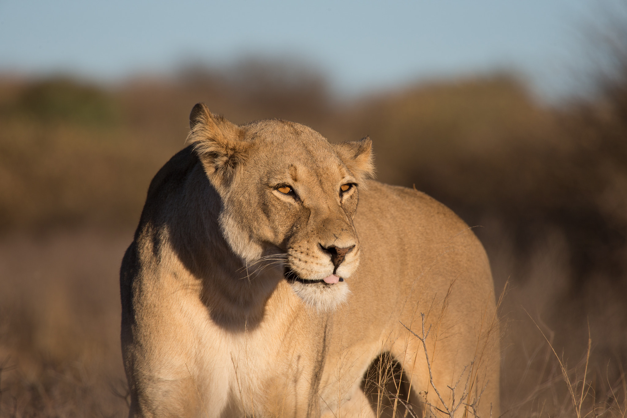 Canon EOS-1D X + Canon EF 100-400mm F4.5-5.6L IS USM sample photo. Lion during the sunrise photography
