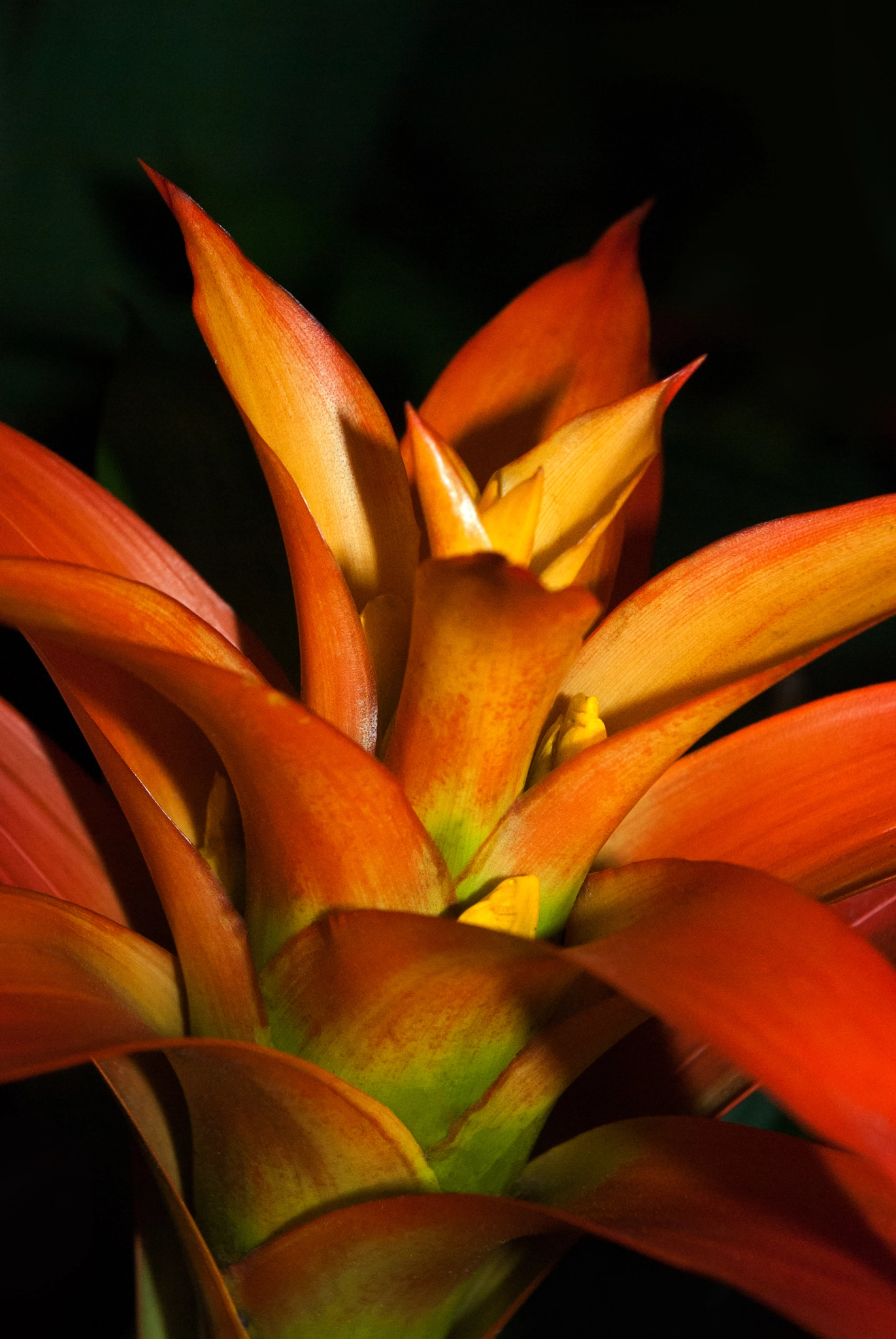 Orange passion of Bromelia
