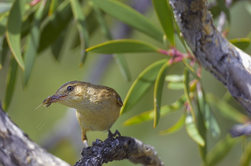 Reed-Warbler by Sar NOP on 500px.com