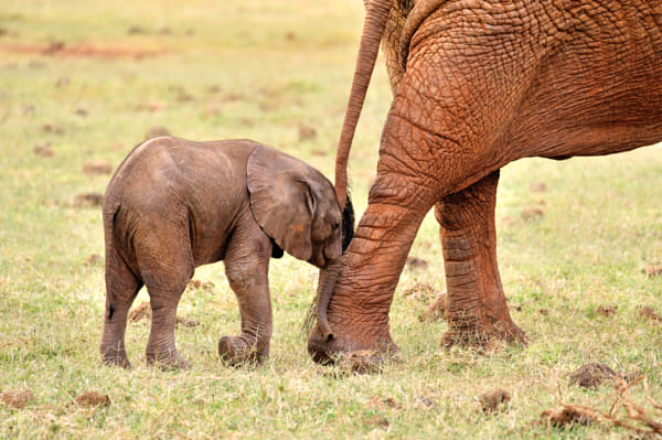 Young playful Elephant Baby, nudging nose to get attention or just ham-fisted