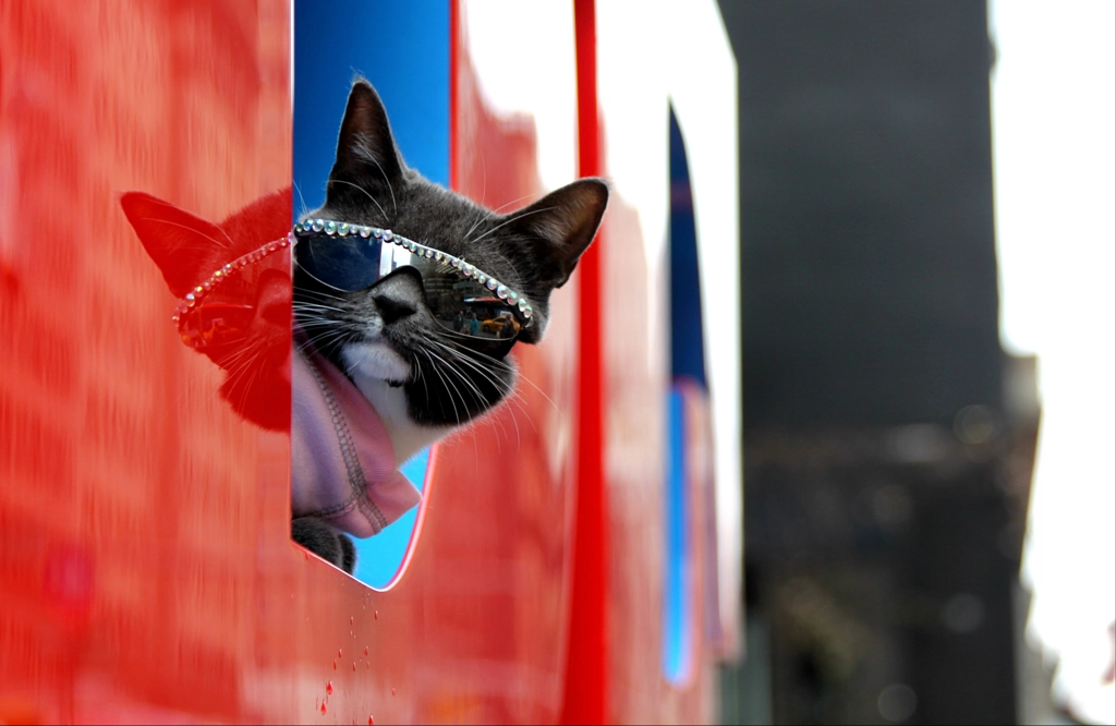 NYC COOL cat by Andrei Black on 500px.com