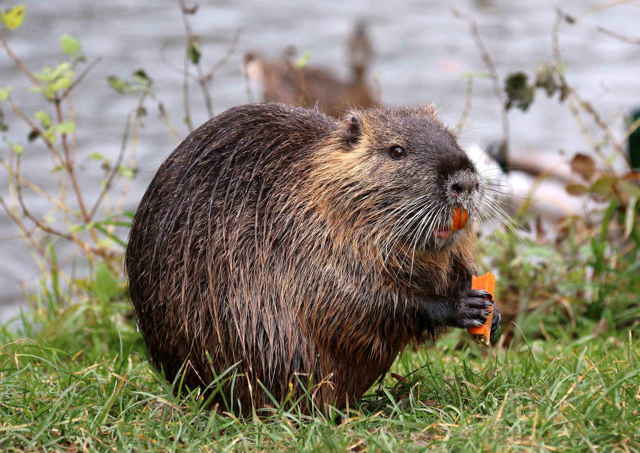 Eating nutria