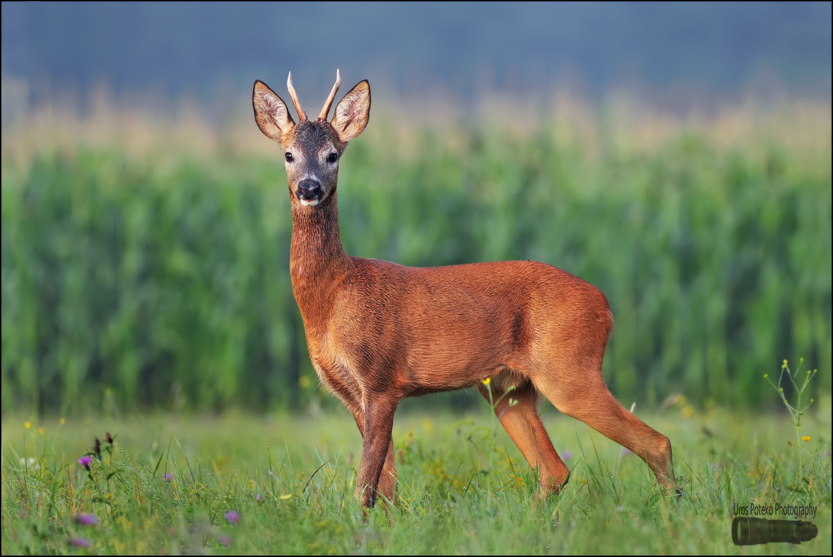 Roe deer