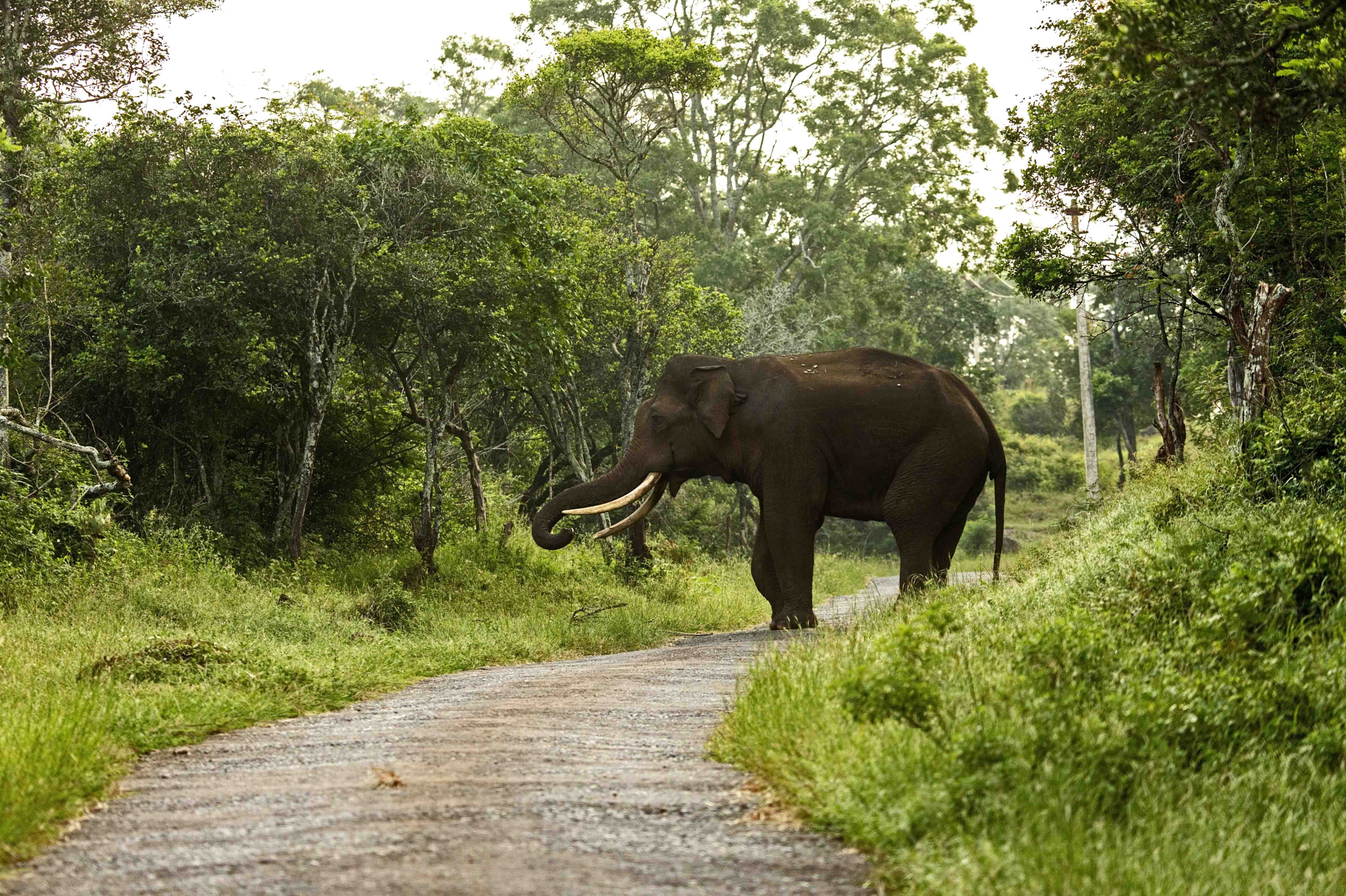 Tusker