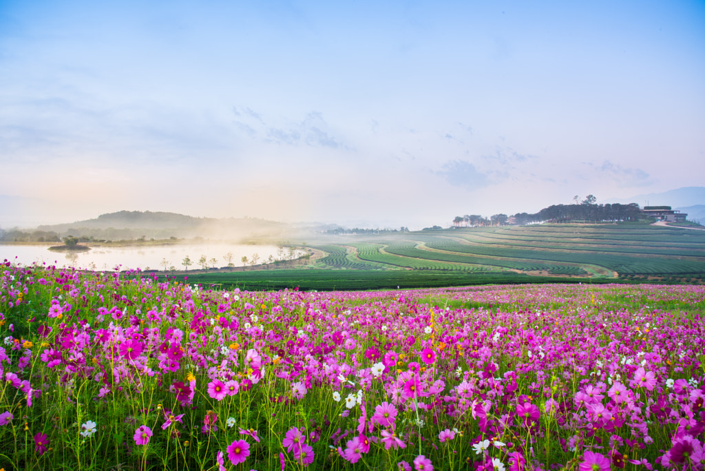 The Cosmos flower of grassland by woraphon nusen on 500px.com