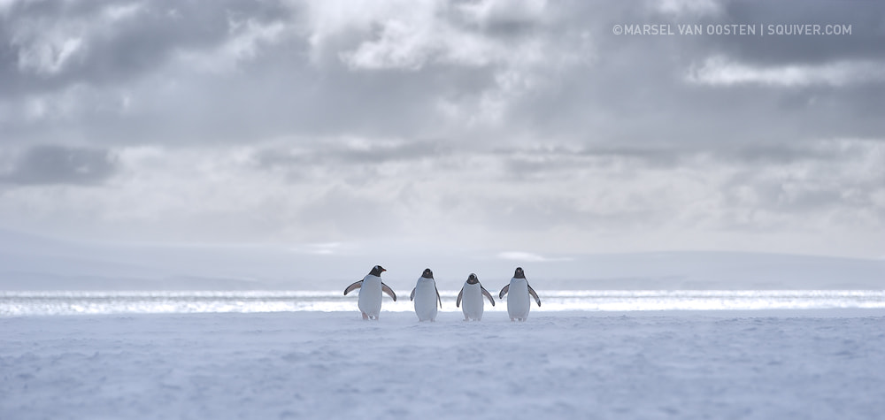 Cool & The Gang by Marsel van Oosten on 500px.com