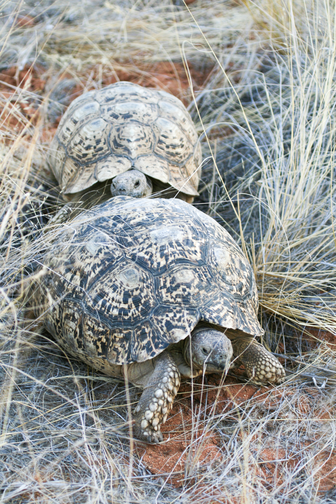 Canon EF 100-400mm F4.5-5.6L IS USM sample photo. Tortoises photography