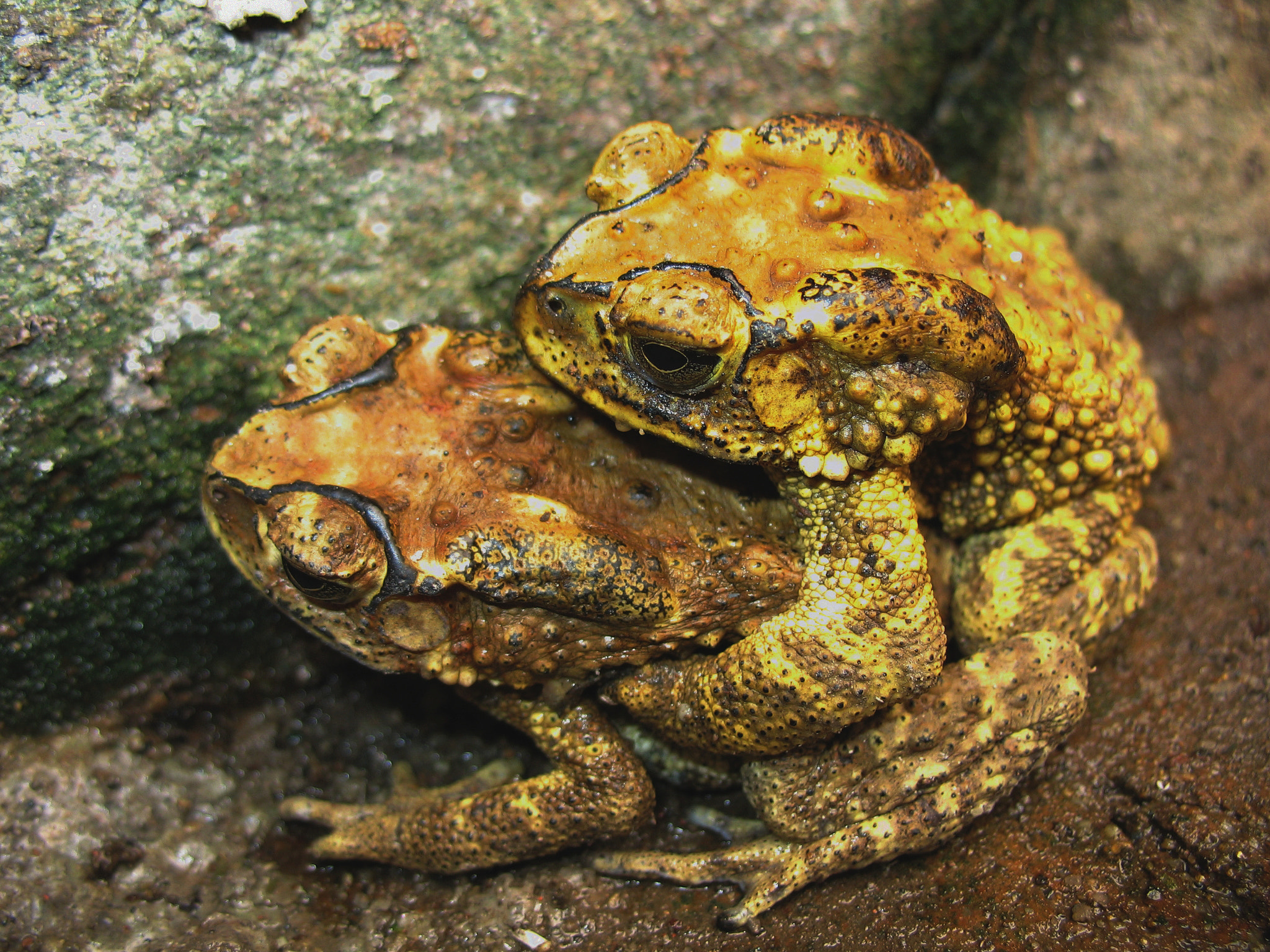 toad mating sex