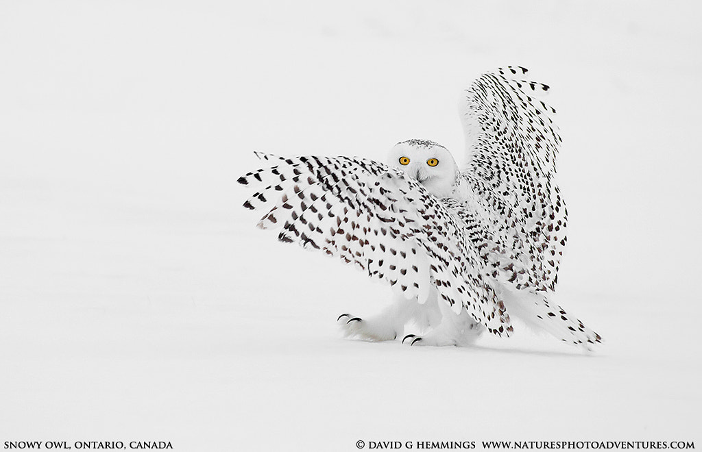 Snowy Owl by David Hemmings on 500px.com