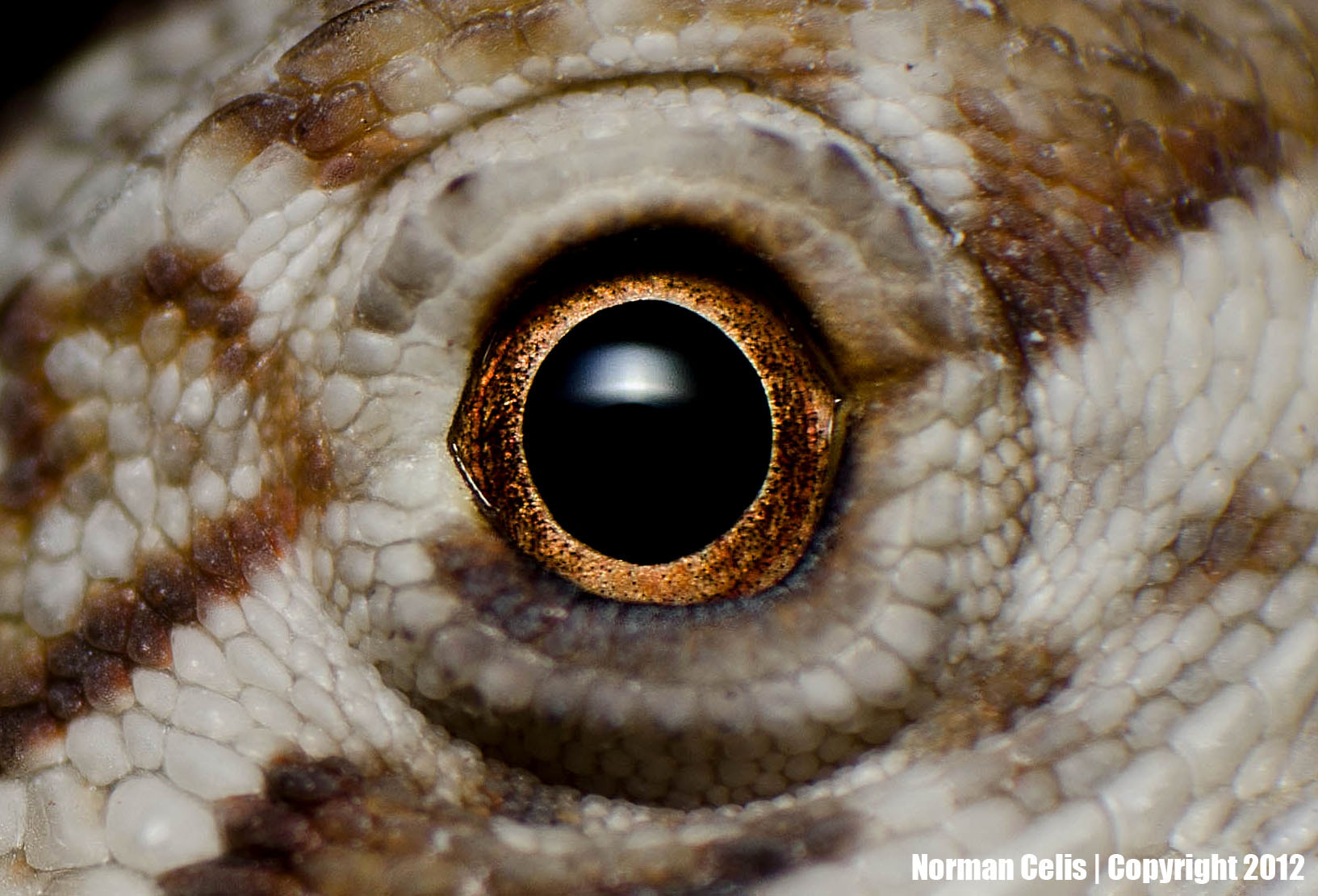 Eye of a Bearded Dragon hatchling by Norman Celis - Photo 9376925 / 500px
