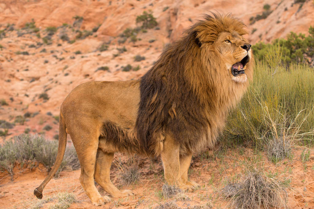 Roar by wwhy is lion called king of the jungle why are lions the king of the jungle