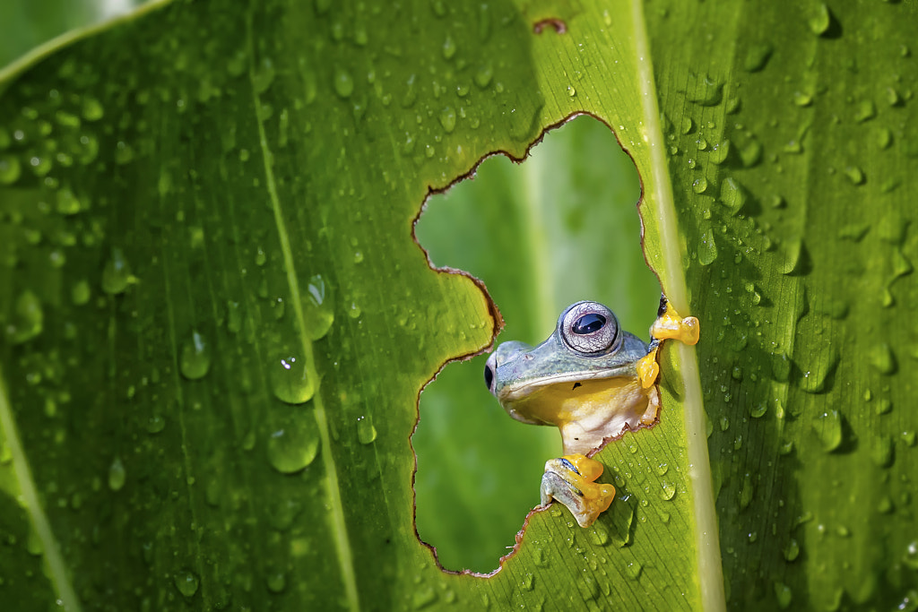 Hello.. Good Morning by Dikky Oesin on 500px.com