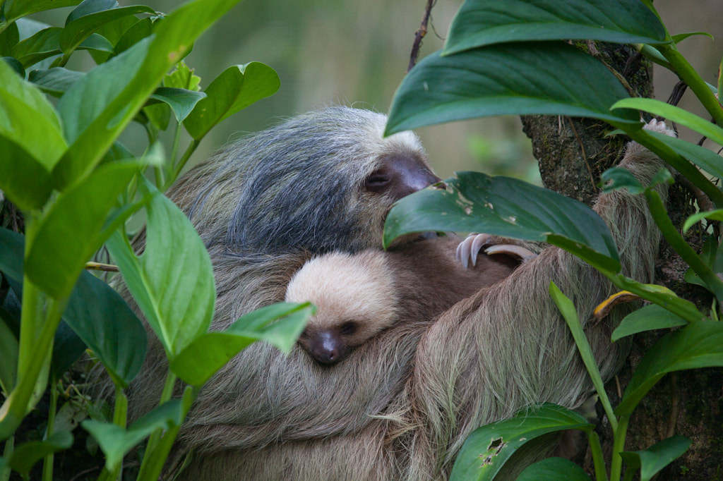 Cute Animal Facts That Will Blow Your Mind 3 Toed Sloth and Baby by Steve Doig on 500px.com