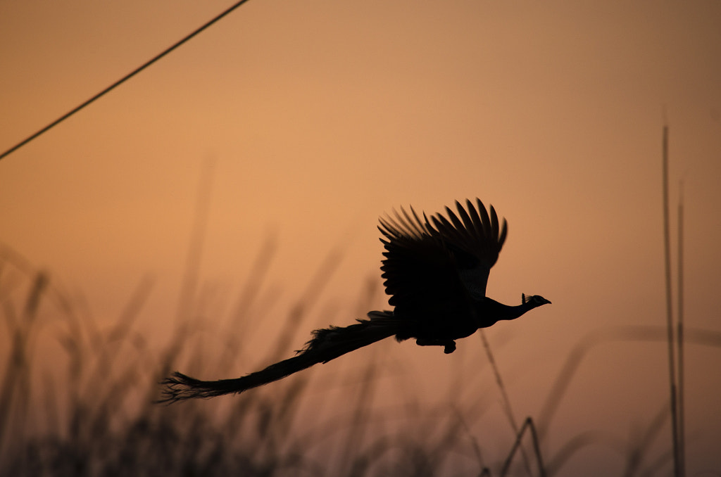 peacock flying de Mahesh Sharma sur 500px.com