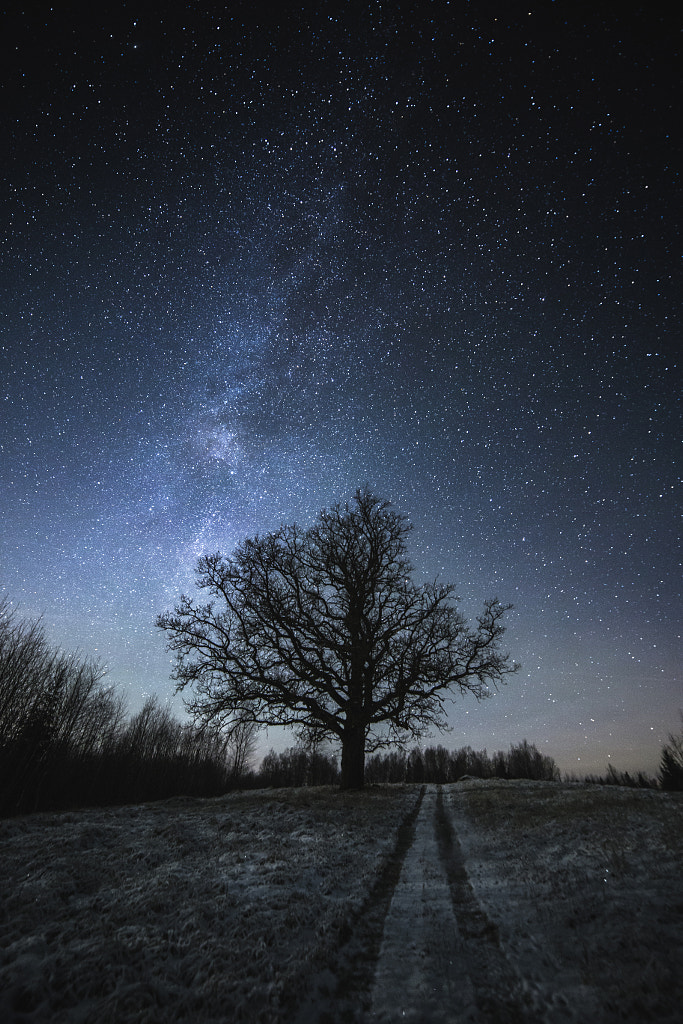 Dark tree by Andris Barbans on 500px.com