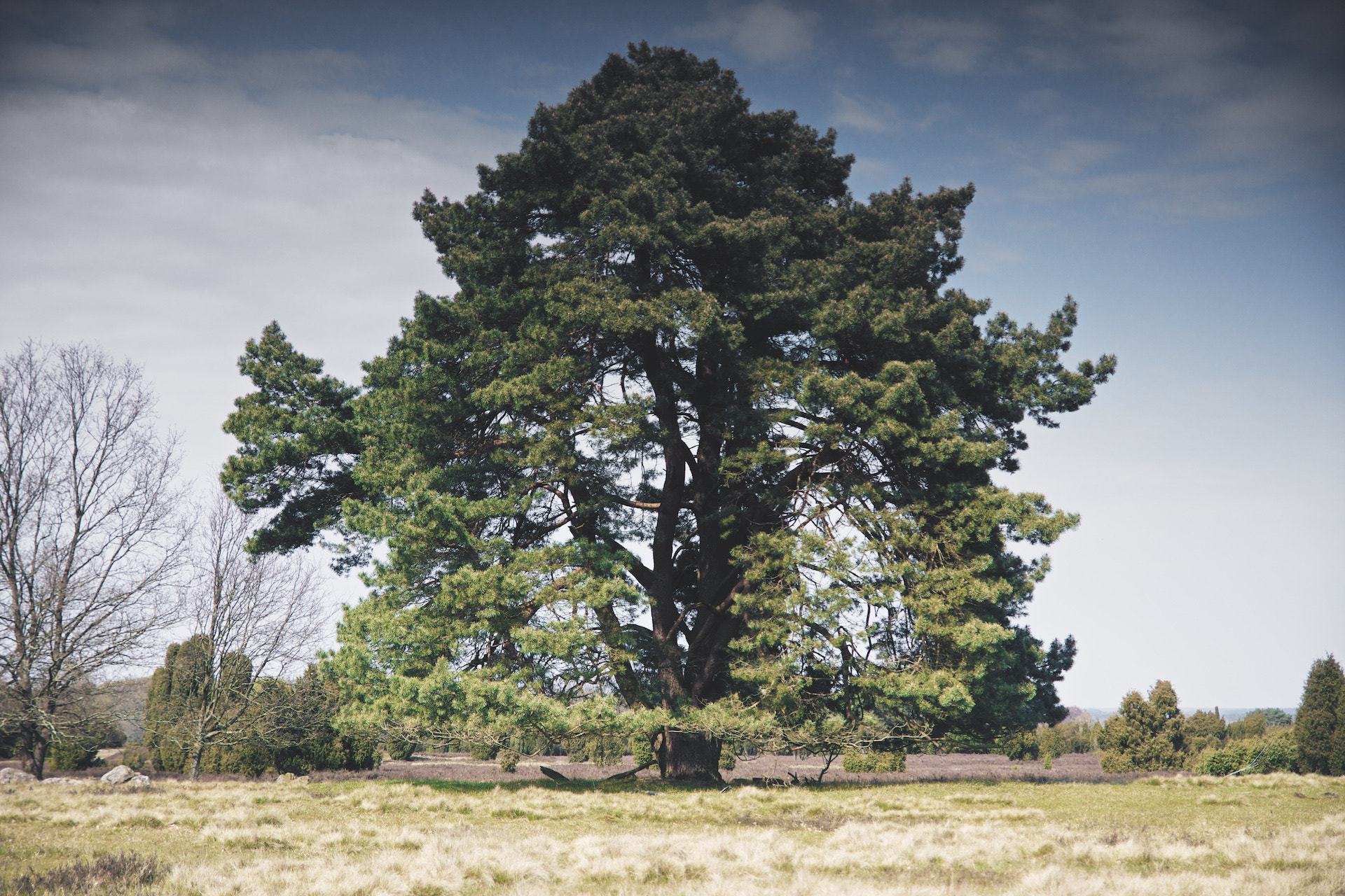 Sony Alpha NEX-7 + Sony DT 16-50mm F2.8 SSM sample photo. Tree photography