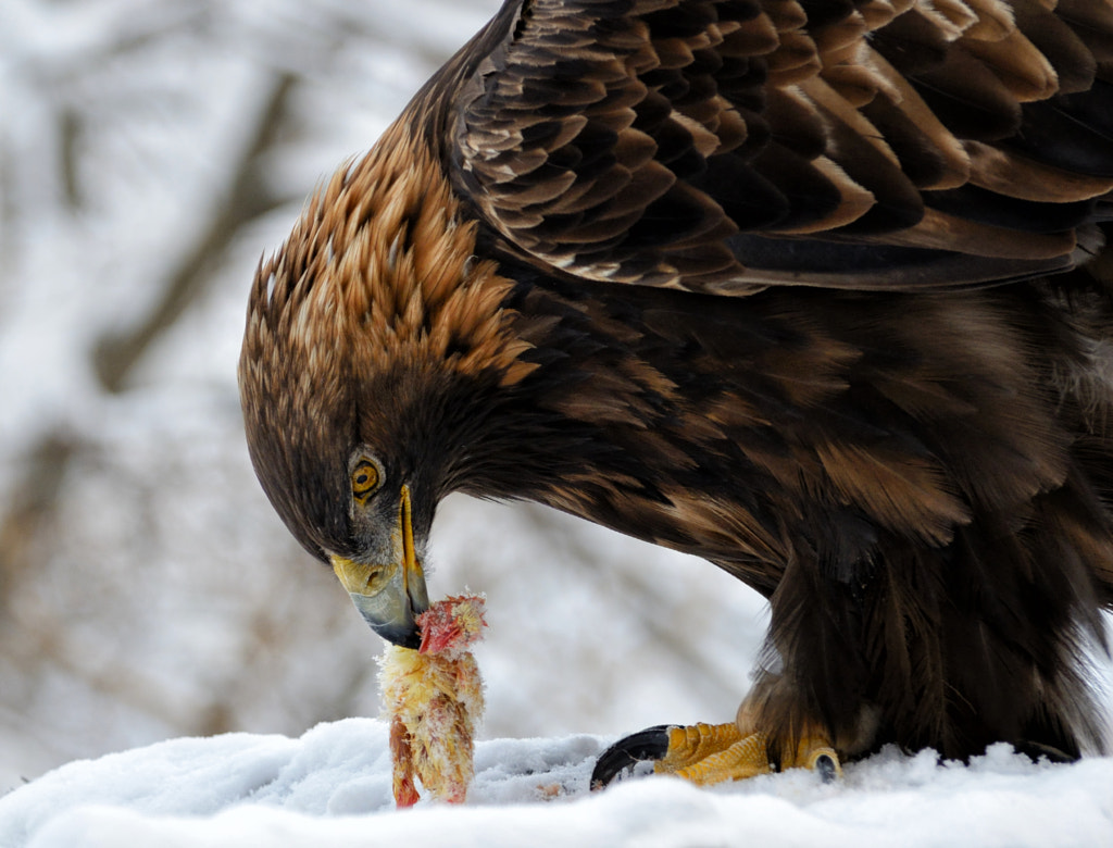 Eagle hunting and eating: what does an eagle eat?