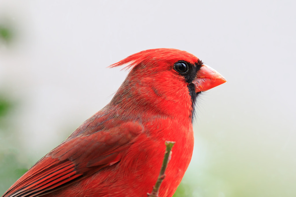 Northern Cardinal bgeorgia birds - Most Common Birds in Georgia