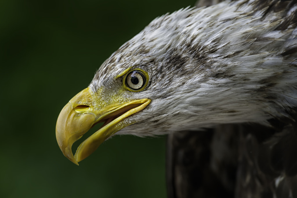Bald eagle profile by Daniel Parent on 500px.com