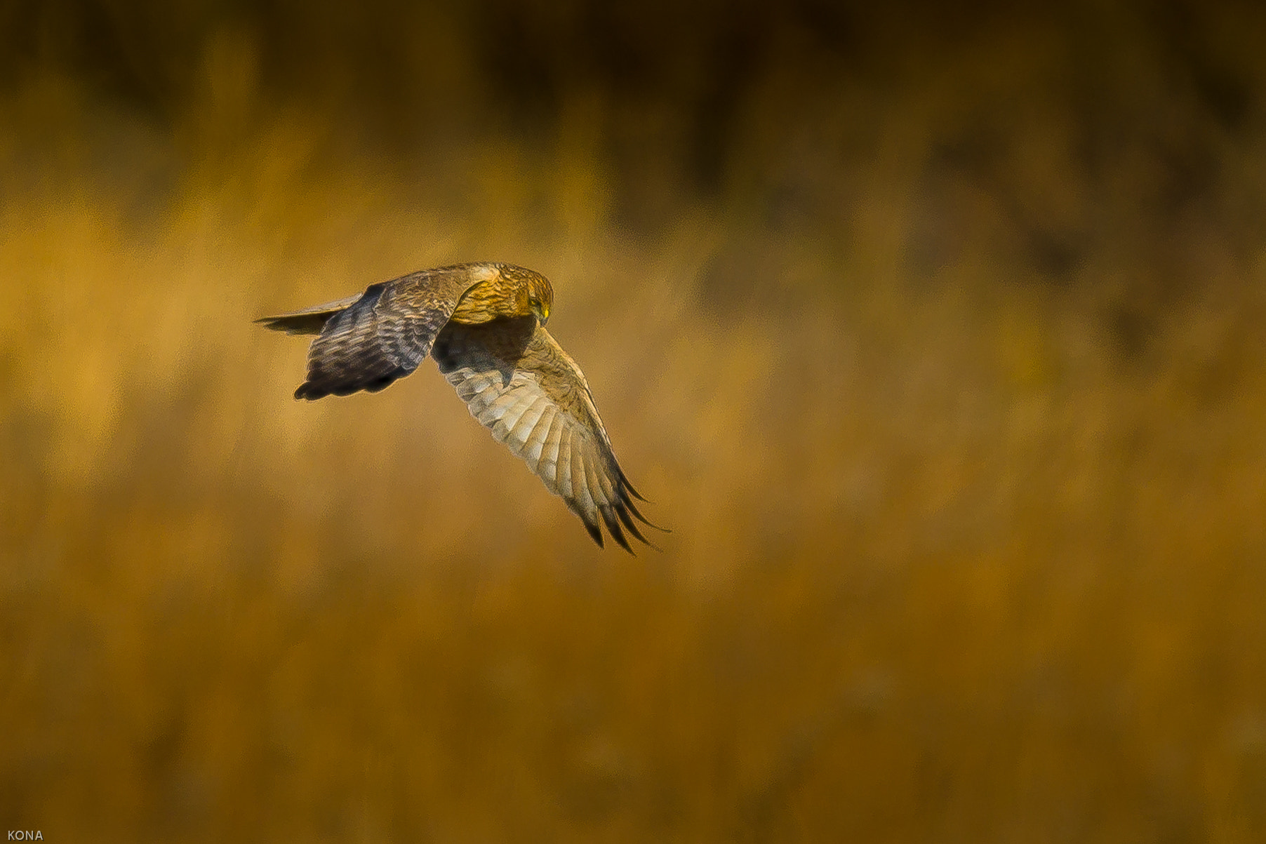 Nikon AF-S Nikkor 400mm F2.8G ED VR II sample photo. Tyuhi photography