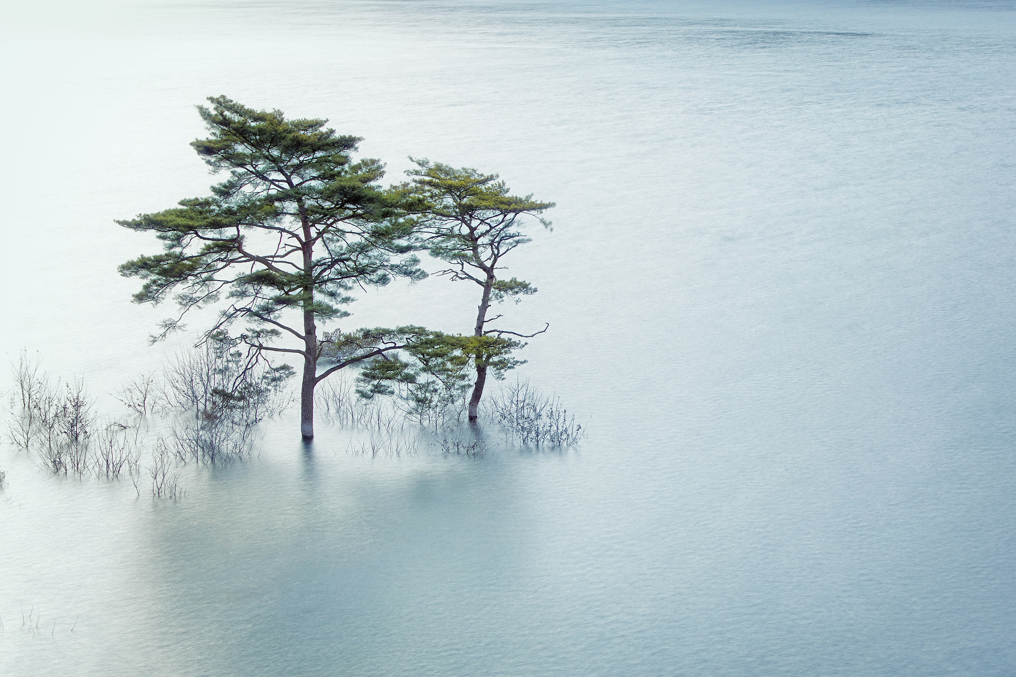 Couple pine tree by jungwoo Kim on 500px.com