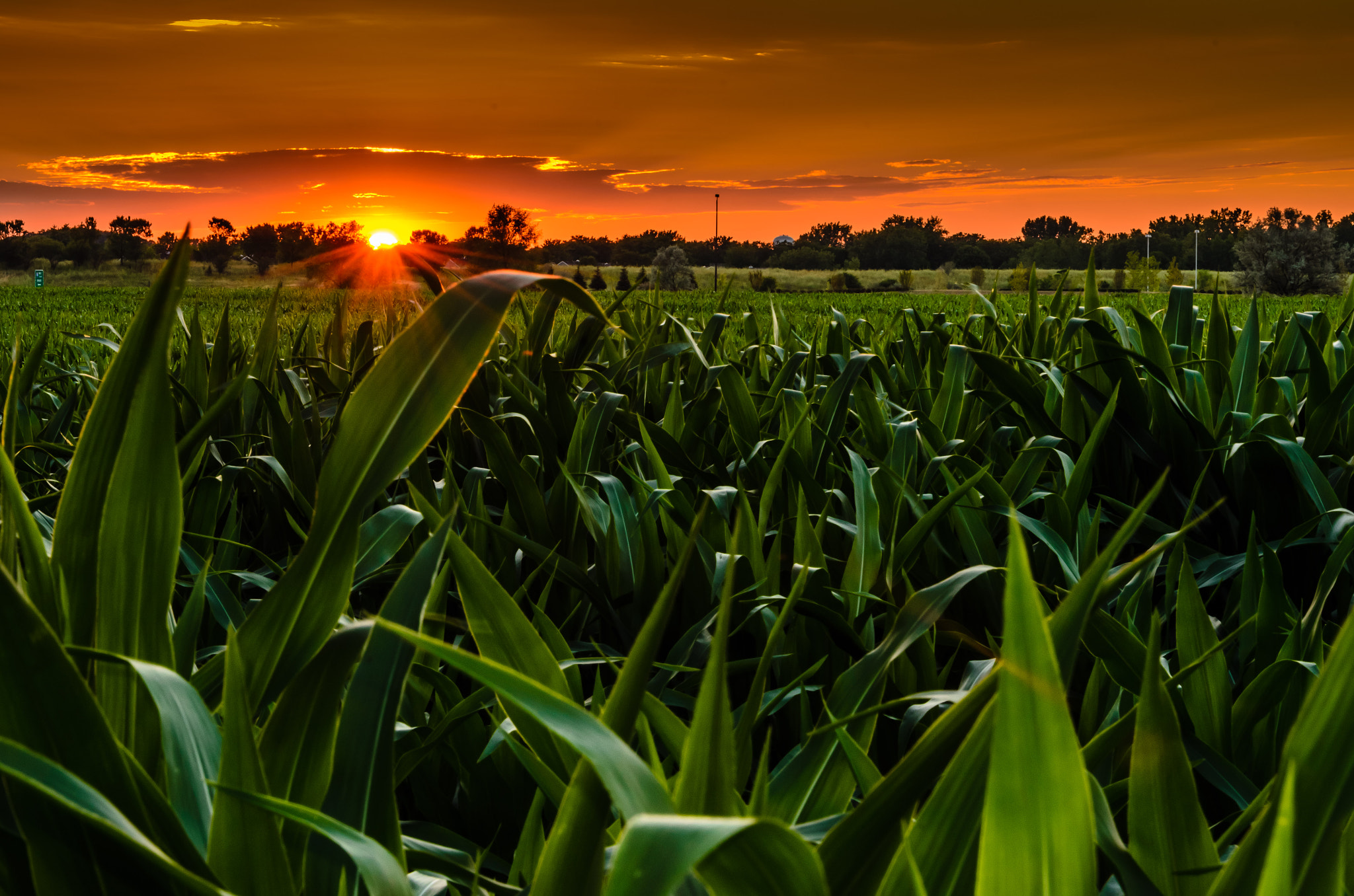 Sunset Over Cornfield II by Ruben Carcagno / 500px