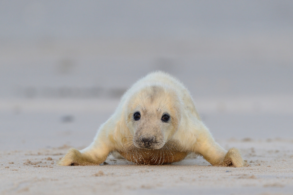 Gray Seal Baby by Elmar Weiss on 500px.com