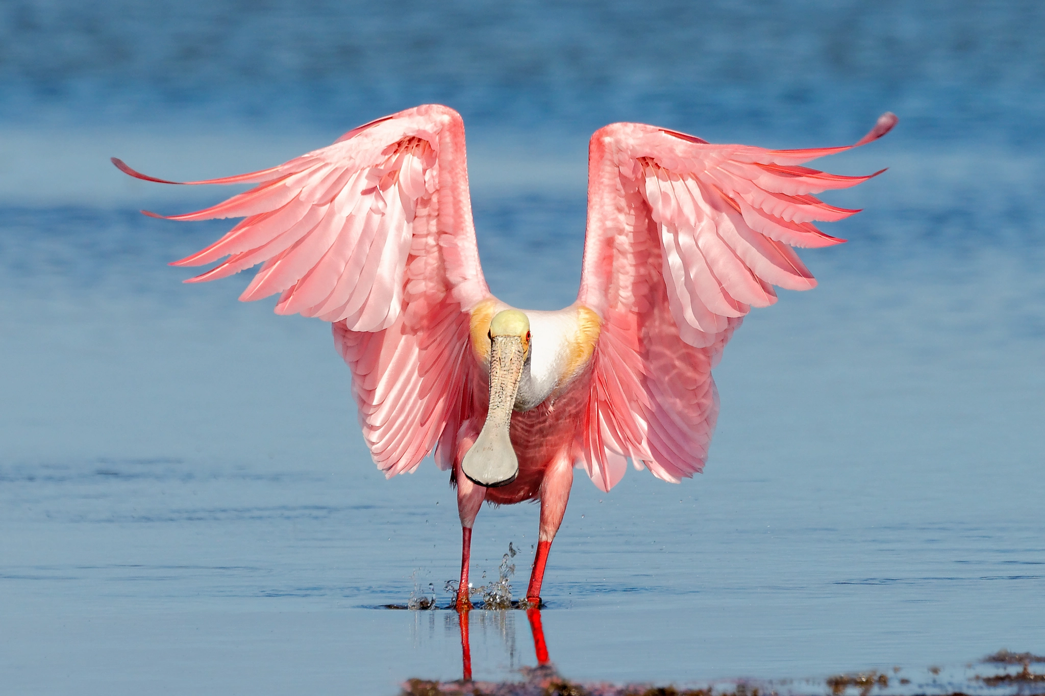 Download Spoonbill landing by Ted Boyer / 500px