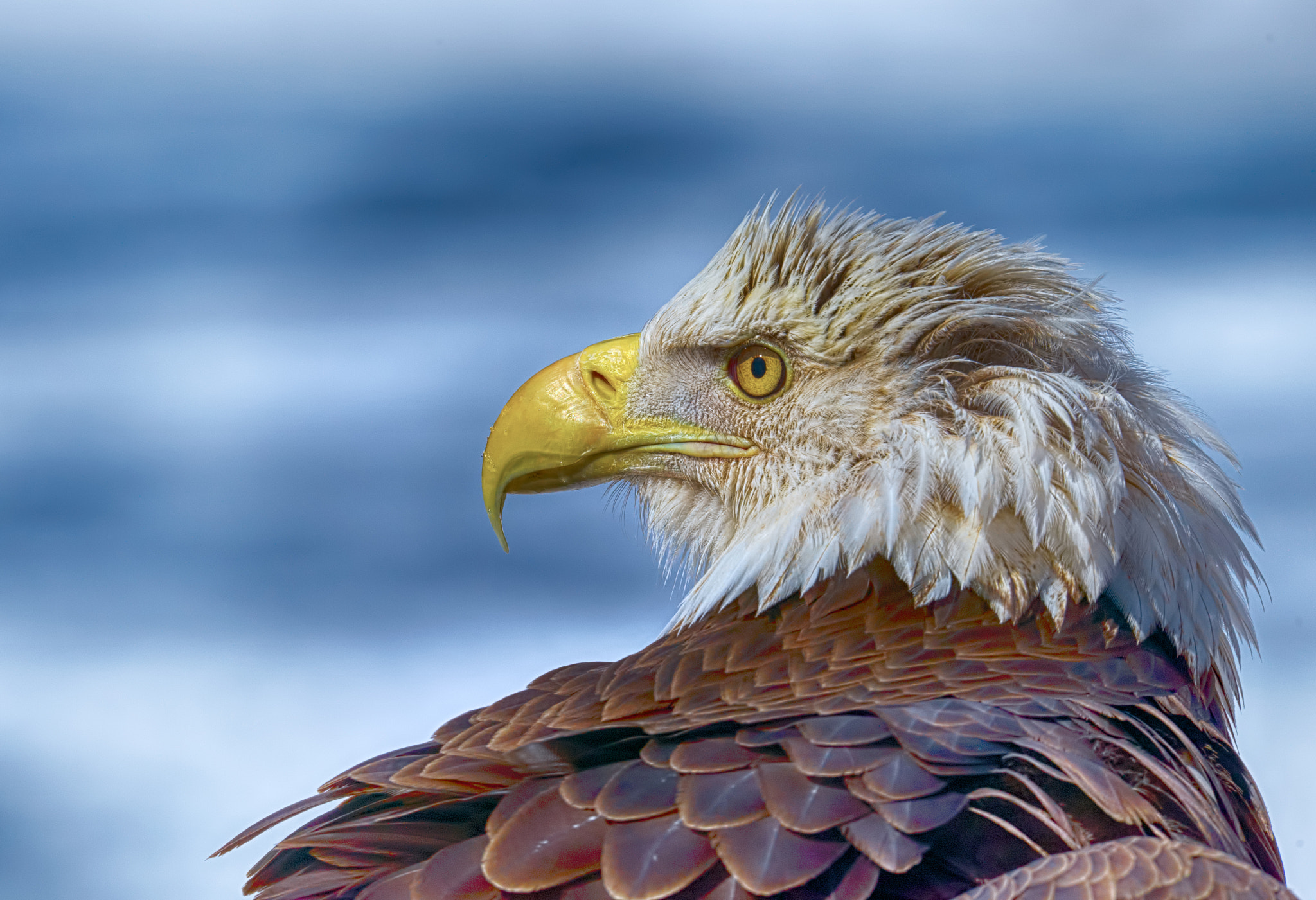 Bald Eagle