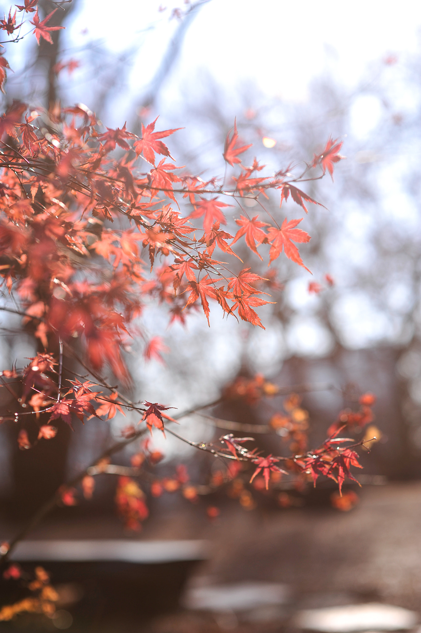 Autumn
