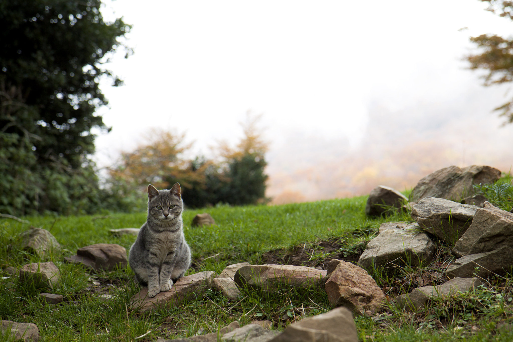 THE CAT AND THE FOG