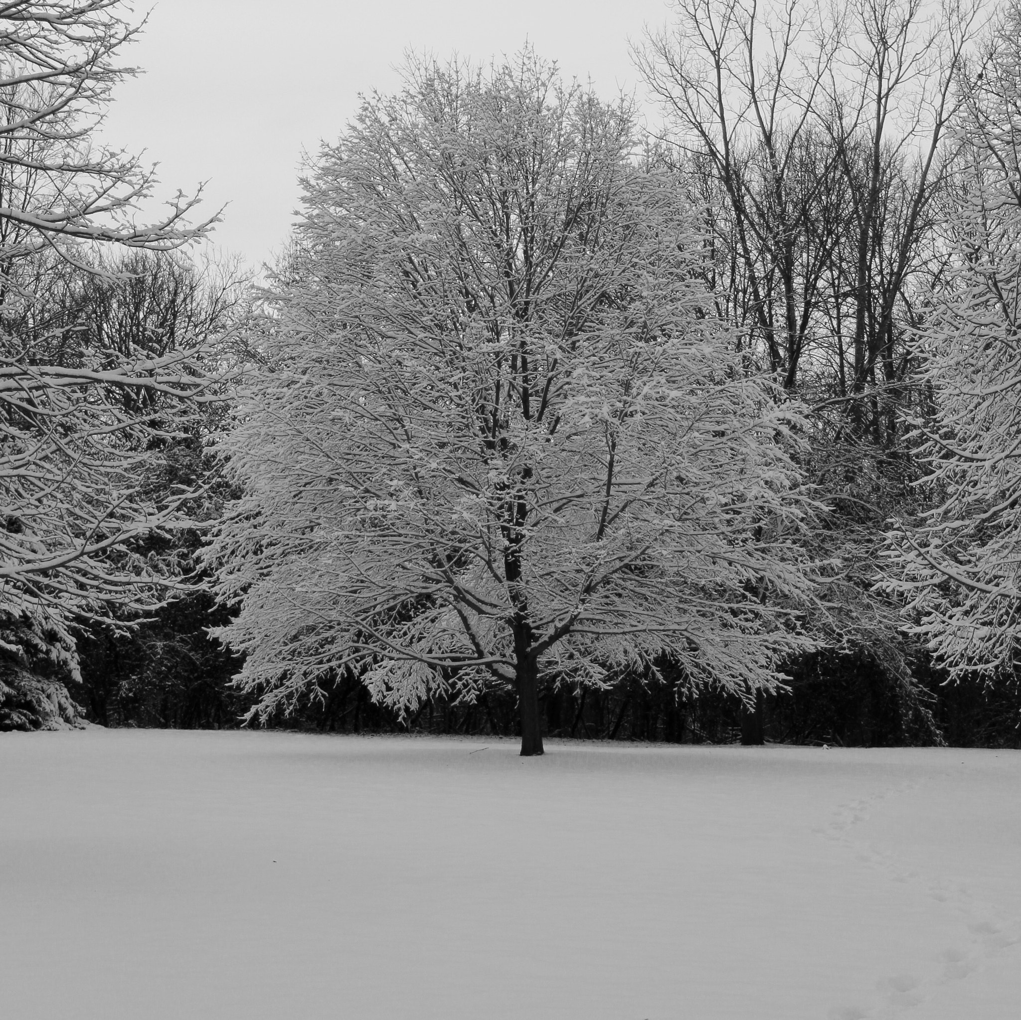 Winter Tree in b & w