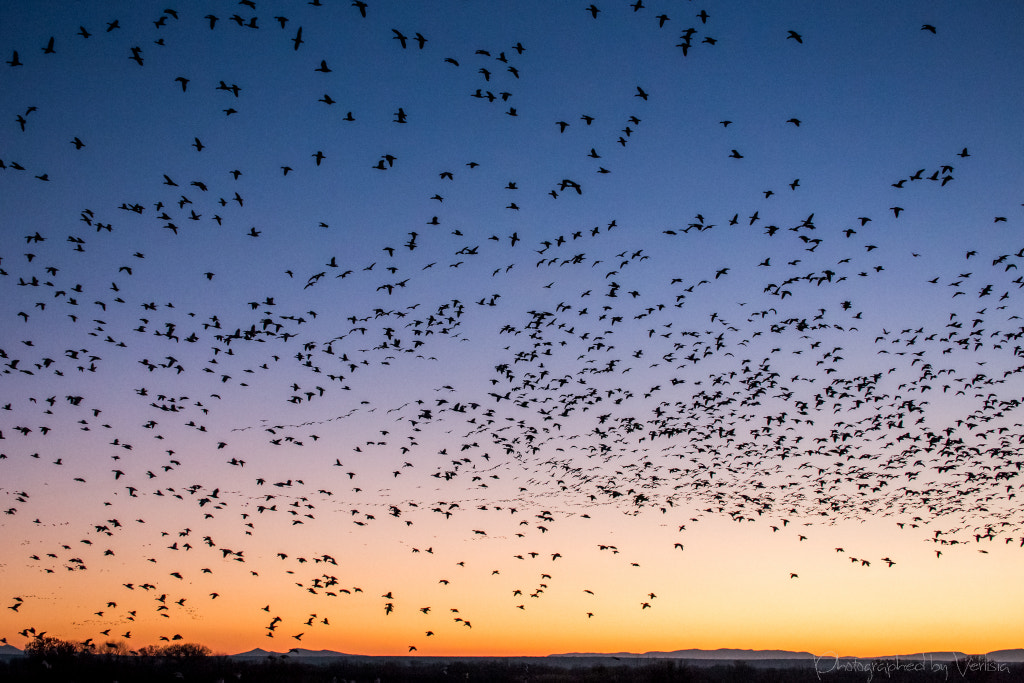 Flock by Verlisia  on 500px.com