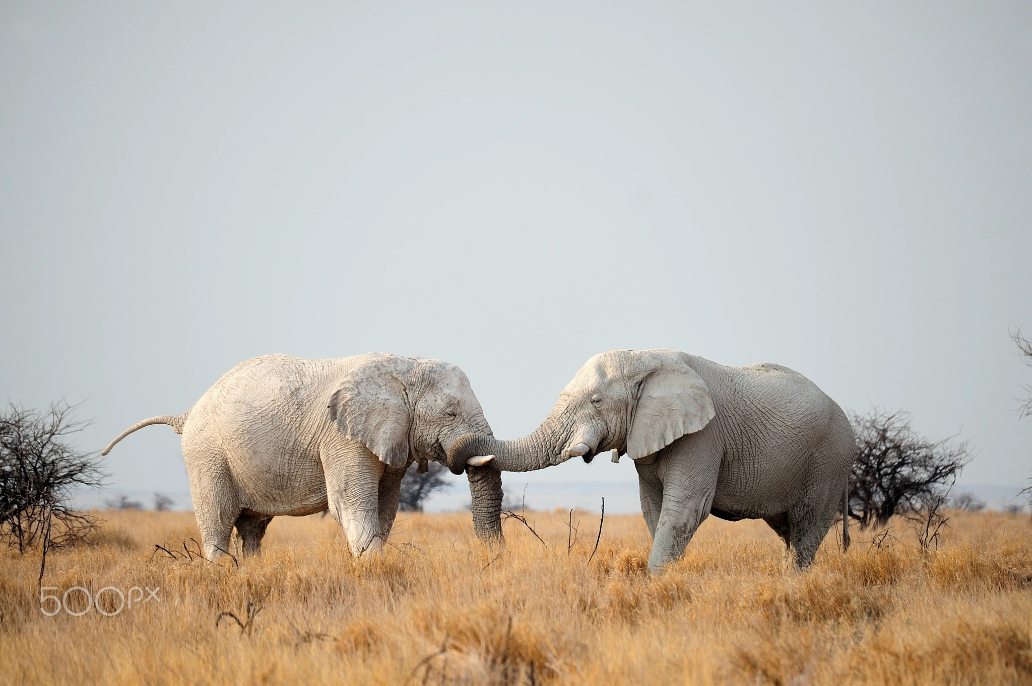 Elephant relationship