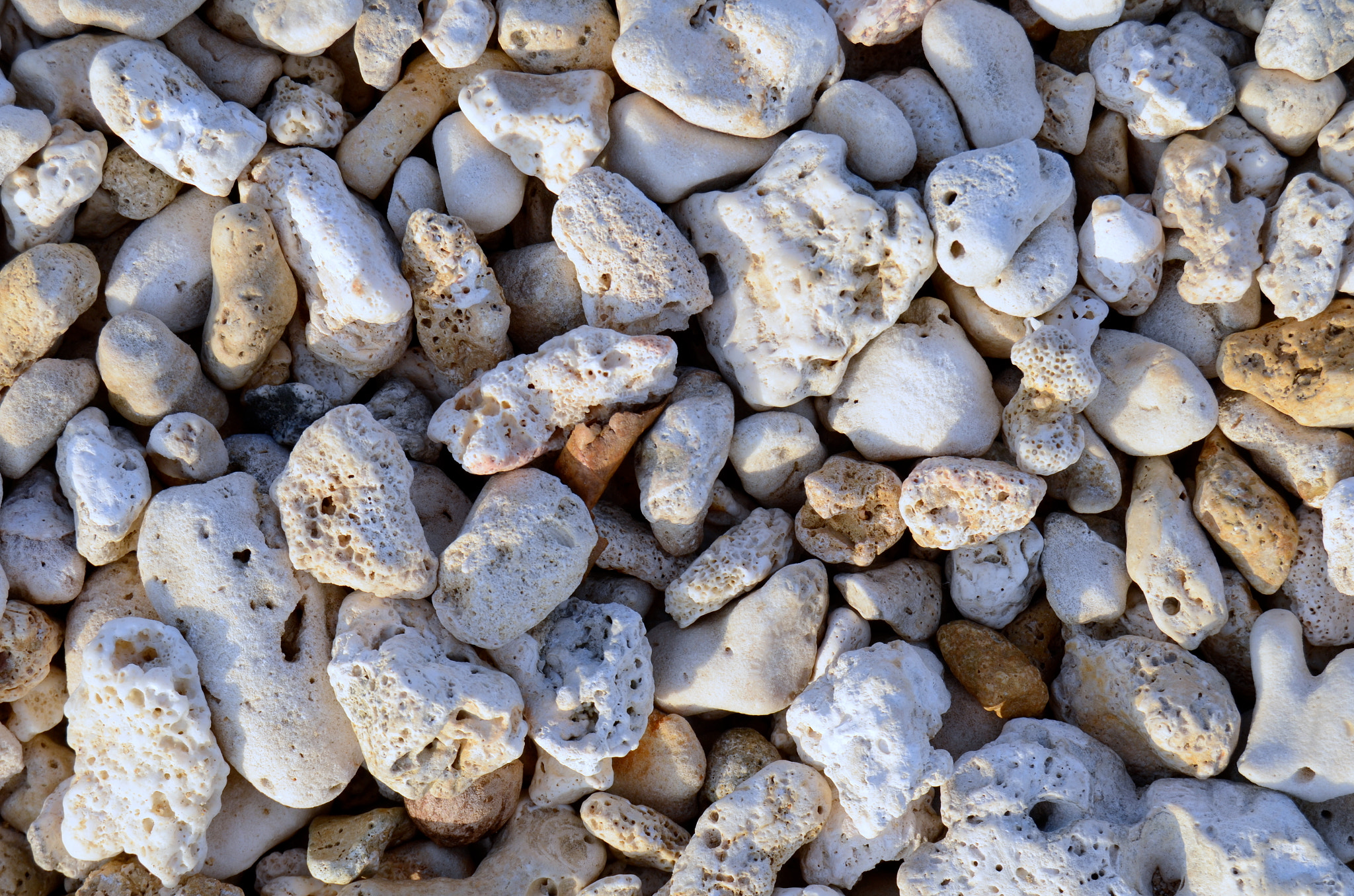 Nikon D7000 sample photo. Coral background close photography