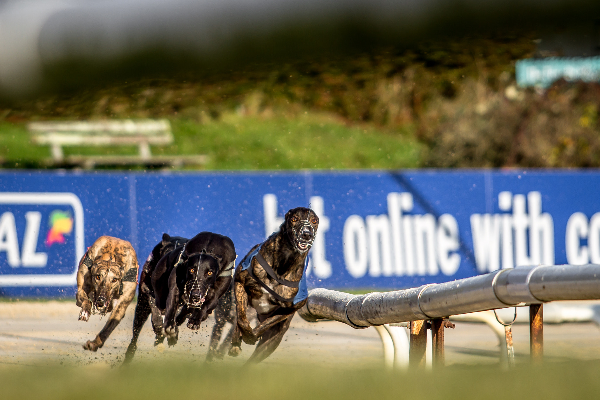Greyhounds
